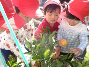 ２歳児さんはみかん狩りをしました！