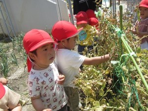 えんどう豆の収穫をしました！（２歳児さん）