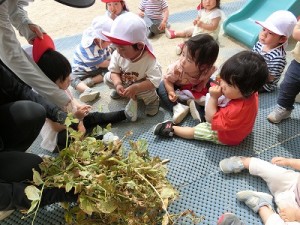 えんどう豆の収穫をしました！（１歳児さん）