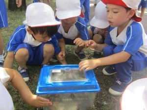 せみとりに行きました！（３・４・５歳児さん）