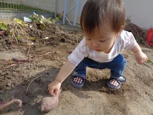 芋掘りをしました！（０歳児さん）