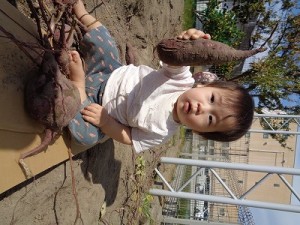 芋掘りをしました！（０歳児さん）