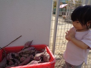 芋掘りをしました！（０歳児さん）