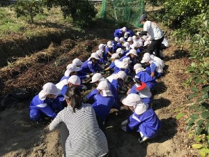 芋掘り・みかん狩りに行きました！（３・４・５歳児さん）