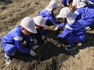 芋掘り・みかん狩りに行きました！（３・４・５歳児さん）