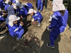 芋掘り・みかん狩りに行きました！（３・４・５歳児さん）