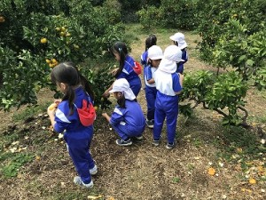 芋掘り・みかん狩りに行きました！（３・４・５歳児さん）