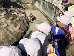 天王寺動物園へ遠足に行きました！（５歳児さん）
