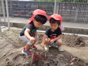 園の畑で芋掘りをしました！