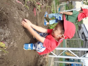 園の畑で芋掘りをしました！