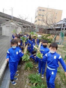 大根の収穫をしました！