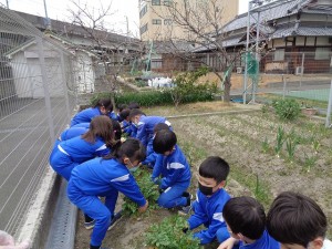 大根の収穫をしました！