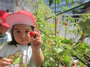 ミニトマトの収穫をしました！