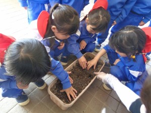 枝豆の種植え・えんどう豆とそら豆の収穫をしました！