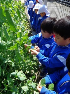 枝豆の種植え・えんどう豆とそら豆の収穫をしました！