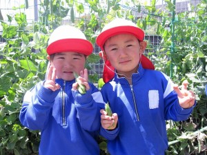 枝豆の種植え・えんどう豆とそら豆の収穫をしました！