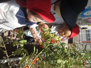 プチトマトの収穫をしました！