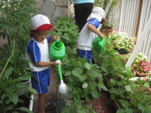 枝豆・夏野菜への水やり