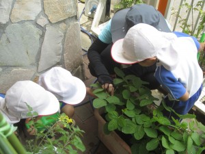 枝豆・夏野菜への水やり