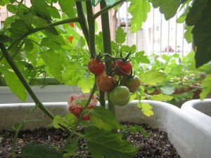 枝豆・夏野菜への水やり