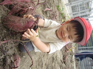 芋掘りをしました！（０～２歳児さん）