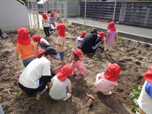 芋掘りをしました！（０～２歳児さん）