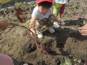 芋掘りをしました！（０～２歳児さん）